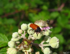Clytra quadripunctata