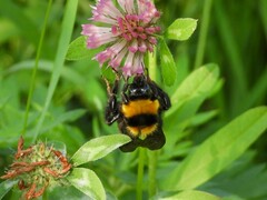 Bombus argillaceus