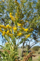 Euthamia gymnospermoides