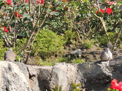 Columbina inca