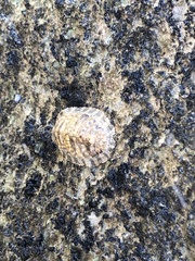 Chiton squamosus