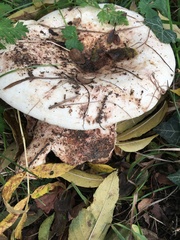 Lactarius controversus