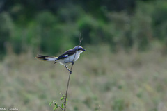 Lanius excubitoroides