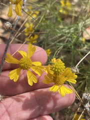 Helenium amarum