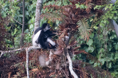 Colobus caudatus