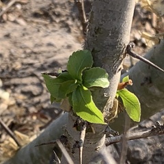 Commiphora glandulosa