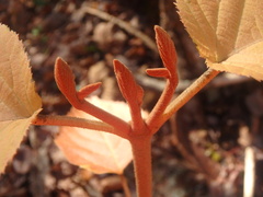 Viburnum lantanoides