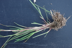 Poa palustris
