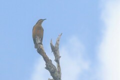 Ptiloris victoriae