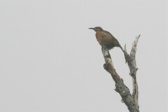 Ptiloris victoriae