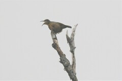 Ptiloris victoriae