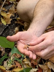 Hypholoma lateritium