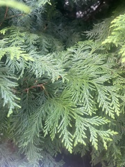 Thuja plicata