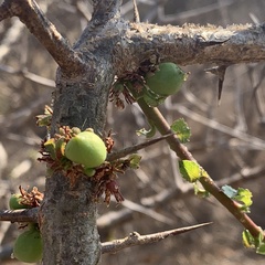 Commiphora glandulosa