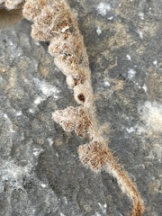Cosentinia vellea