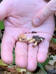 Hypholoma lateritium