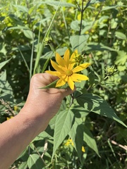 Helianthus divaricatus