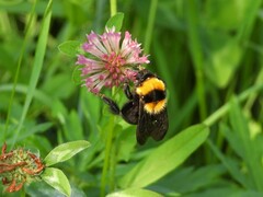 Bombus argillaceus