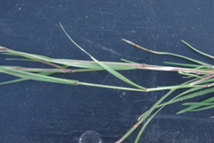 Poa palustris