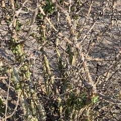 Commiphora glandulosa