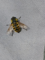 Myathropa