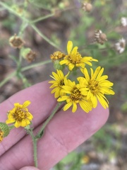 Heterotheca subaxillaris