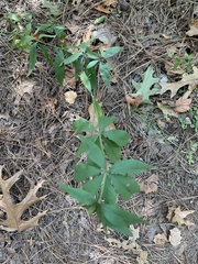 Lysimachia quadrifolia
