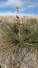 Yucca glauca
