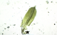 Trichostomum crispulum