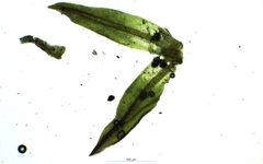 Trichostomum crispulum