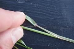 Poa palustris
