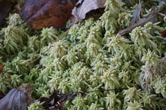 Sphagnum palustre