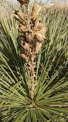 Yucca glauca