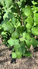 Rubus occidentalis