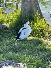 Anas platyrhynchos × Cairina moschata