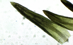 Weissia condensa