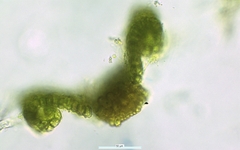 Weissia condensa
