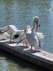 Pelecanus erythrorhynchos