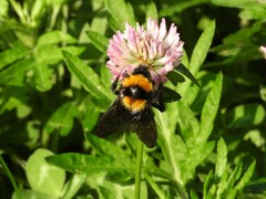 Bombus argillaceus