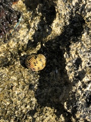 Nerita versicolor