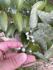 Smilax laurifolia
