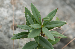 Berberis tarokoensis