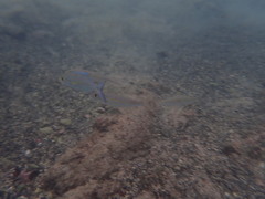 Caranx melampygus