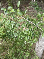 Smilax laurifolia