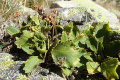 Primula hirsuta