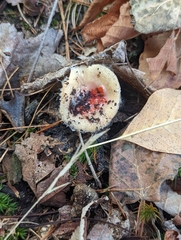 Amanita xanthocephala