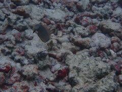Novaculichthys taeniourus