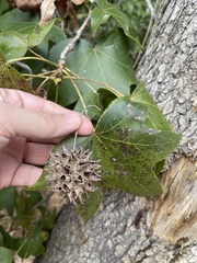 Liquidambar styraciflua