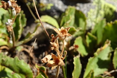 Primula hirsuta