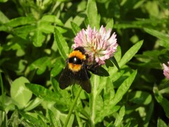 Bombus argillaceus